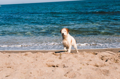 Full length of a dog on beach