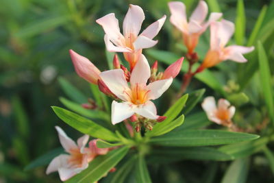 Close-up of flowering plant