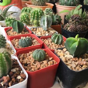 High angle view of chopped vegetables in container
