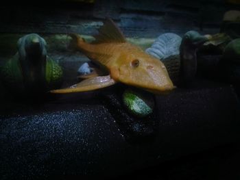 Close-up of fish on table