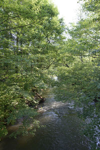 View of river in forest