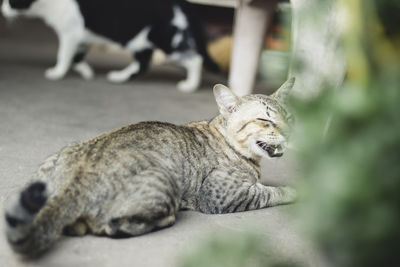 View of a cat resting