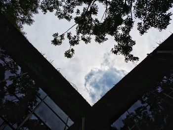 Low angle view of tree against sky