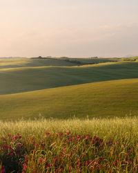 Scenic view of grassy field against sky