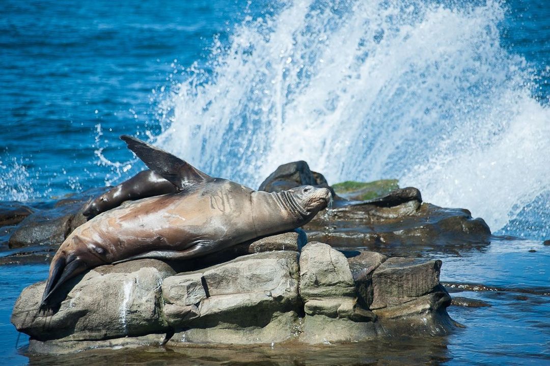 HIGH ANGLE VIEW OF SEA LION ON ROCK IN SHORE