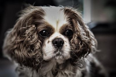 Close-up portrait of a dog