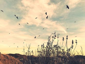 Birds flying in sky