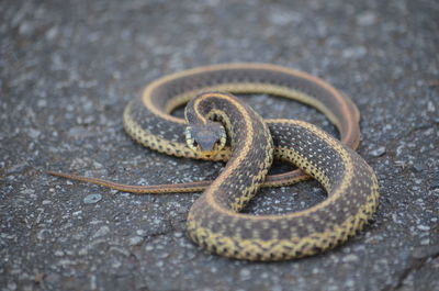 Close-up portrait of snake on road