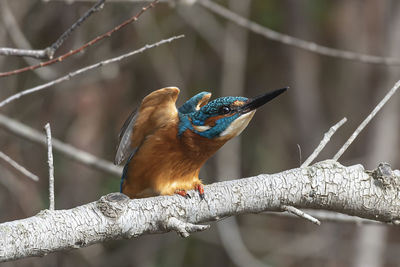 Close-up of bird perching on branch