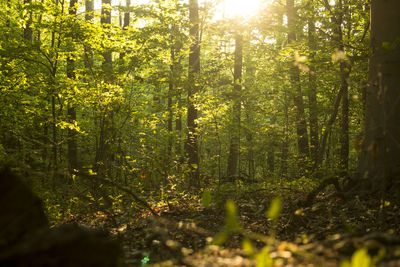 Trees in forest