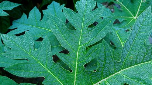 Full frame shot of wet leaves