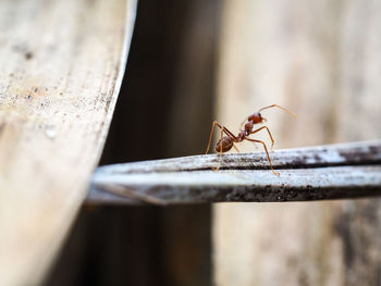 Close-up of ant on wood