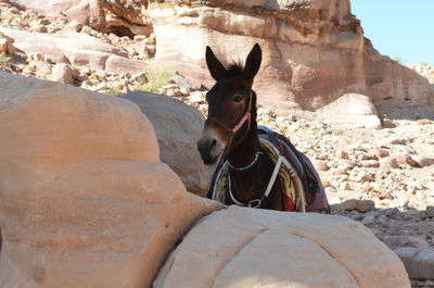 Horse standing on rock