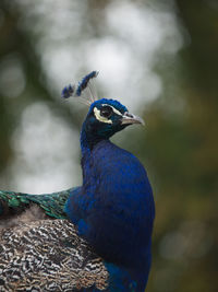 Close-up of a peacock