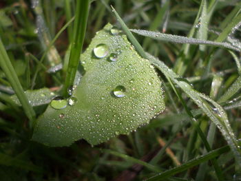 Close-up of water drops on blade of grass