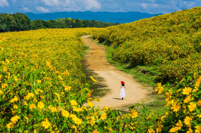 Scenic view of yellow flowering plants on field