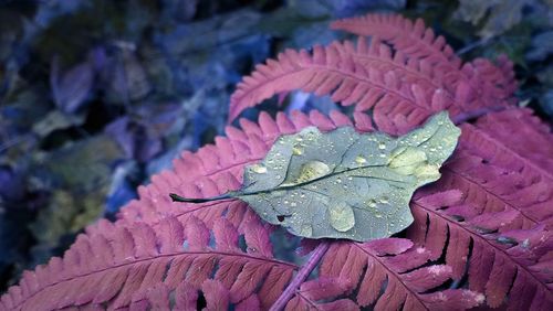 Close-up of leaf on water