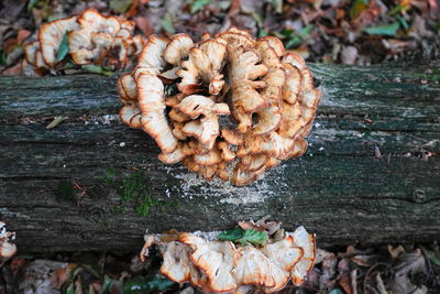 High angle view of mushrooms growing on wood