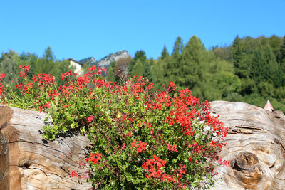 Close-up of red flowering plants against clear sky