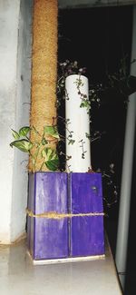 Close-up of potted plant hanging on wall