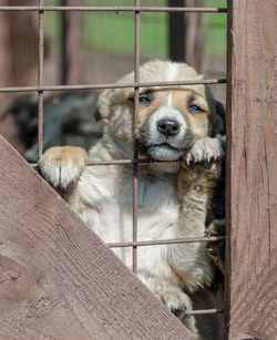 Close-up of dog