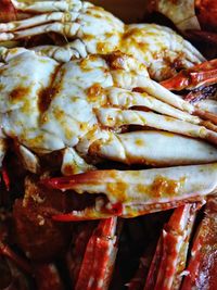 Close-up of seafood at market stall