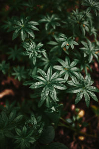 High angle view of plants