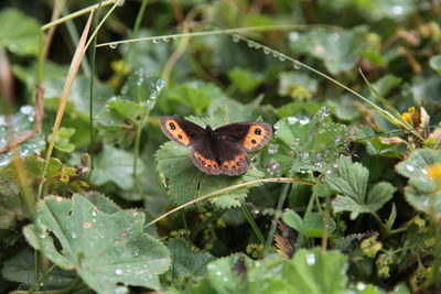 Close-up of butterfly pollinating flower