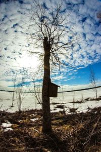 Bare tree on field