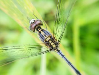 Close-up of damselfly on leaf