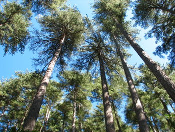 Low angle view of trees against sky