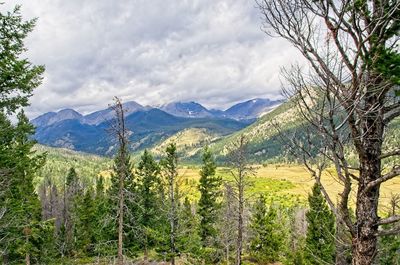 Pine trees in forest against sky