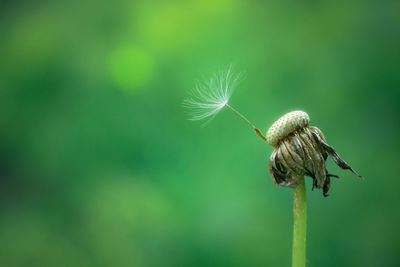 Close-up of dandelion on plant