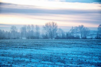 Bare trees on snow covered landscape