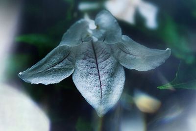 Close-up of flower against blurred background