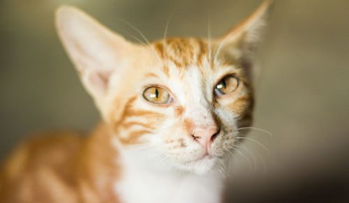 Close-up portrait of cat