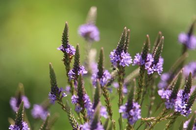 Close-up of purple flowering plants on field