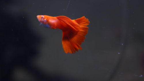 Close-up of fish swimming in sea