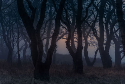 Silhouette of bare trees in forest