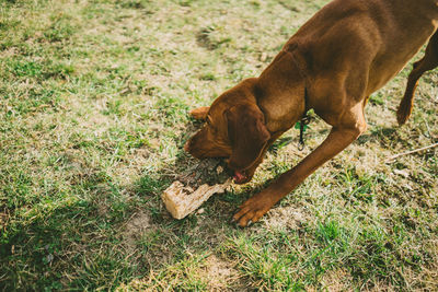 Close-up of dog on field