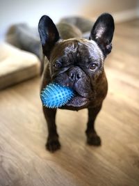 Portrait of dog at home
