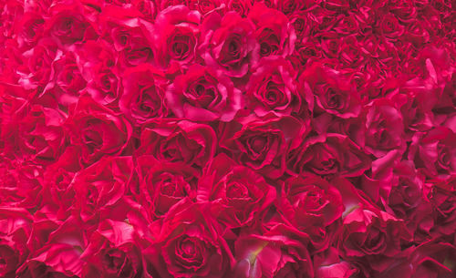 Full frame shot of red rose
