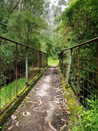 Walkway amidst trees in forest