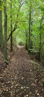 Footpath amidst trees in forest