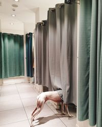 A dog  look into a changing room in a clothing store.