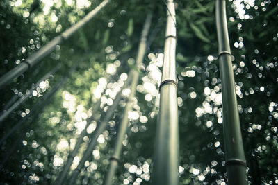 Low angle view of trees