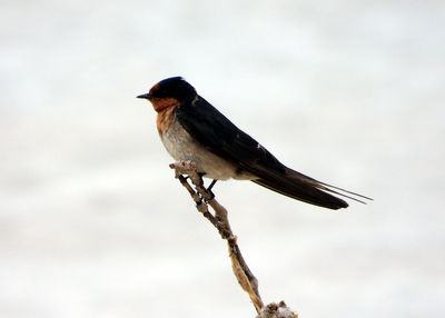 Bird perching on a branch