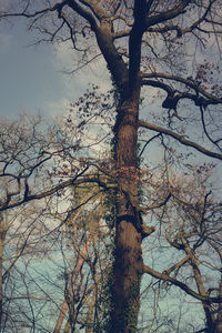 Low angle view of bare tree against sky