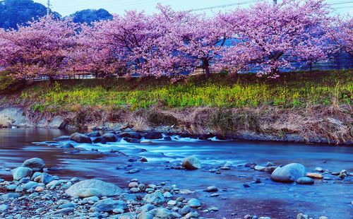 Flowers growing on riverbank against sky