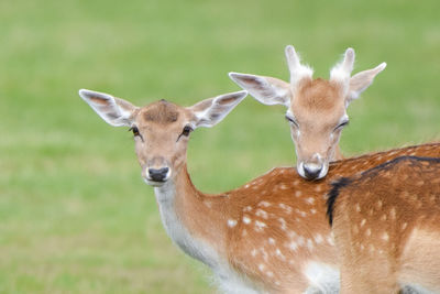 Portrait of deer on field